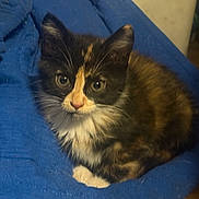 Puddin joined the competition — help win amazing prizes! cat, kitten, calico, feline, pet, animal, fur, whiskers, ears, eyes, blanket, blue, cozy, indoor, cute, small, young, resting, curious, domestic_animal