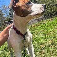 Topper joined the competition — help win amazing prizes! dog, canine, pet, brown_and_white, short_hair, close_up, portrait, outdoor, grass, fence, trees, blue_sky, sunlight, harness, leash, collar, standing, alert, animal, nature