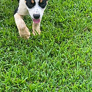 Kojo is registered to the contest to win money with this photo: animal, black_and_white, canine, close_up, dog, ears_up, grass, grass_field, greenery, happy, mammal, nature, outdoor, pet, playful, puppy, running, sunny_day, tongue_out, young_dog
