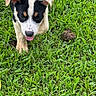 Kojo joined the competition — help win amazing prizes! animal, black_and_white, canine, closeup, curious, daylight, dog, ears, fur, grass, greenery, nature, outdoor, pet, playful, puppy, snout, tongue_out, walking, young_dog