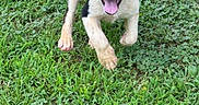 Kojo joined the competition — help win amazing prizes! active, animal, canine, daylight, dog, ears_flapping, front_view, grass, greenery, happy, joyful, mammal, nature, outdoor, pet, playful, puppy, running, tongue_out, young