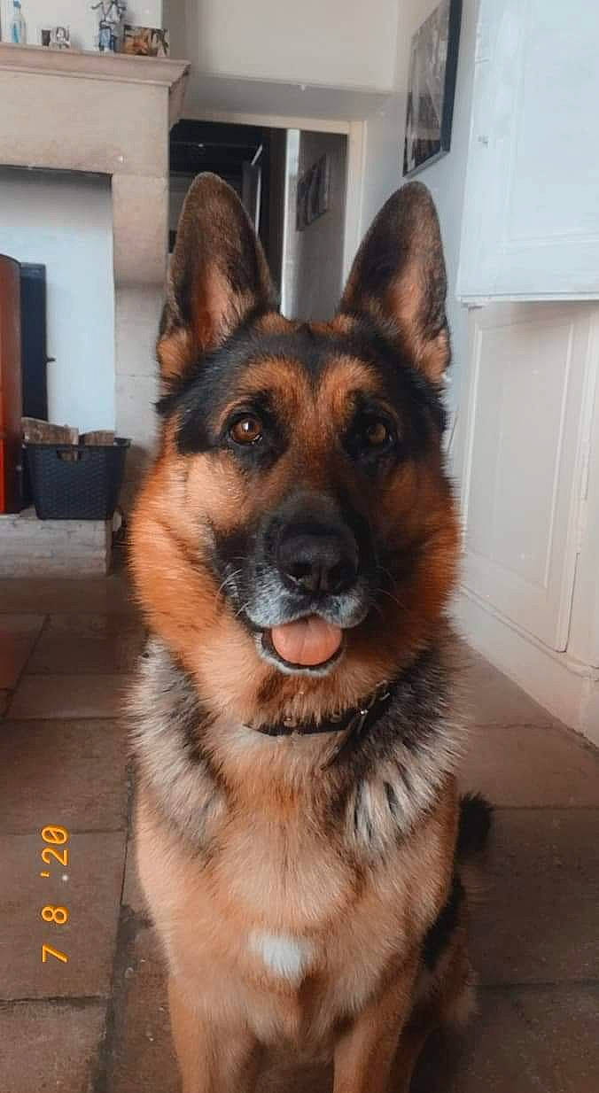Sultan a rejoint le concours — aidez-le/la à gagner de superbes lots ! carnivore, collar, companion_dog, dog, dog_breed, door, east_european_shepherd, fawn, fur, german_shepherd_dog, herding_dog, king_shepherd, old_german_shepherd_dog, plant, snout, sporting_group, whiskers, window, working_animal, working_dog