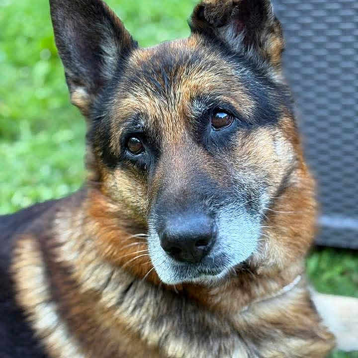 Sultan a rejoint le concours — aidez-le/la à gagner de superbes lots ! animal, black, brown, canine, close_up, companion, dog, domestic_animal, ears, face, fur, german_shepherd, grass, looking, muzzle, nature, outdoor, pet, portrait, sitting