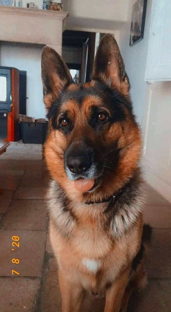 Sultan participe au concours pour gagner de l'argent avec cette photo : canidae, carnivore, companion_dog, dog, dog_breed, door, eye, fawn, fur, german_shepherd_dog, head, herding_dog, human_body, old_german_shepherd_dog, plant, snout, sporting_group, whiskers, window, working_animal