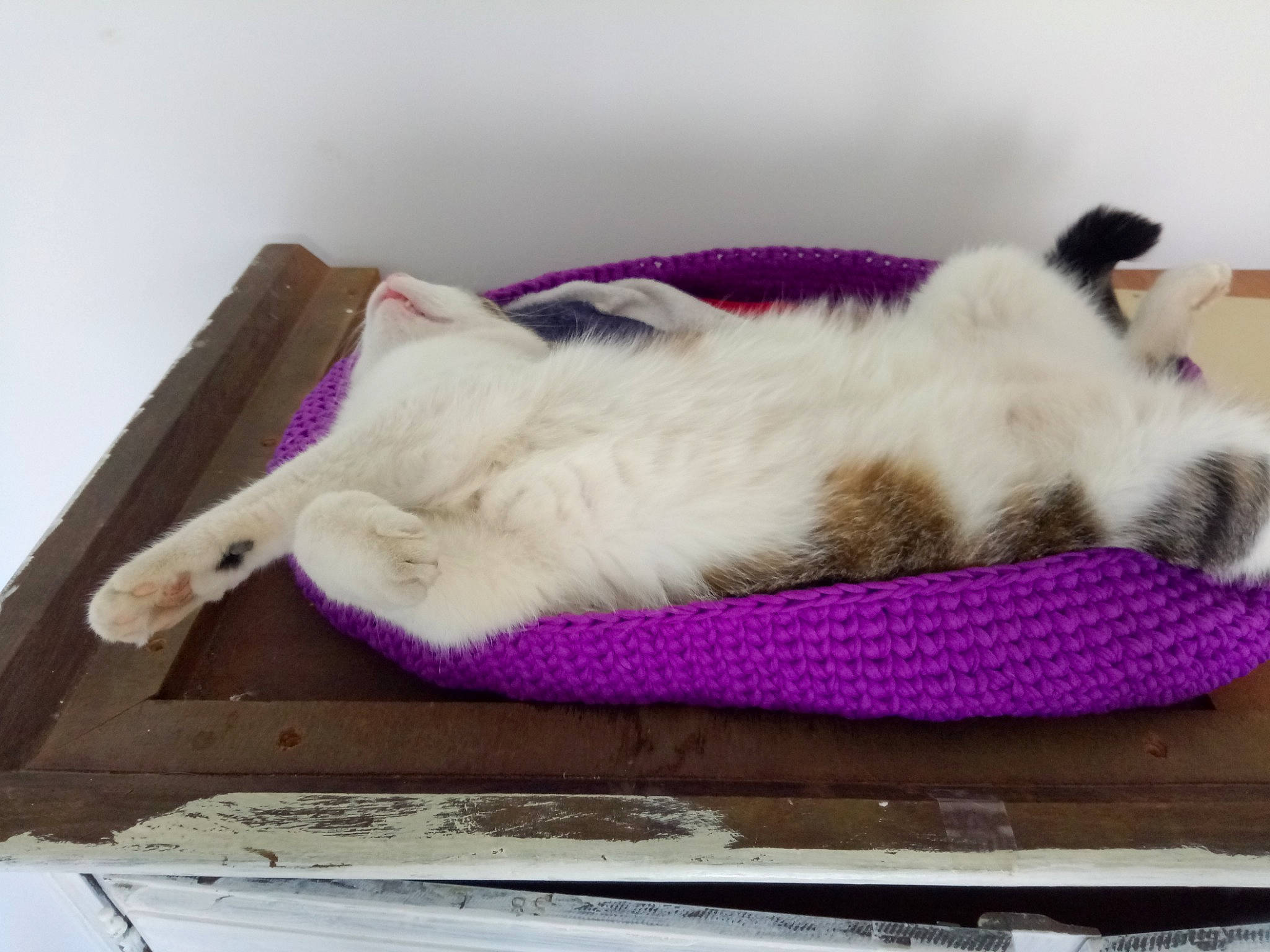 Lucky a rejoint le concours — aidez-le/la à gagner de superbes lots ! carnivore, cat, cat_bed, crochet, felidae, fur, kitten, nap, paw, purple, small_to_medium_sized_cats, tail, thread, whiskers, wool