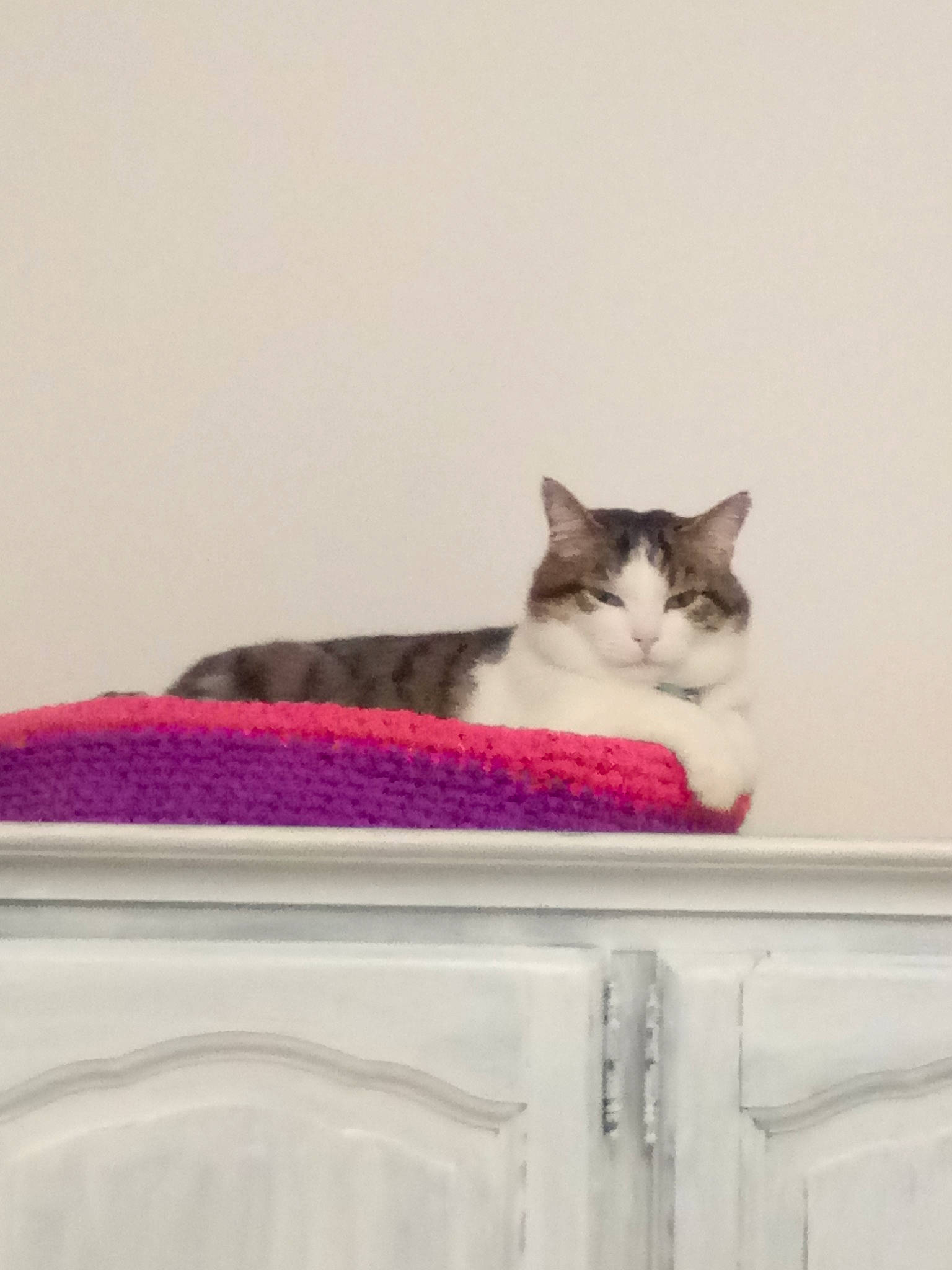 Lucky a rejoint le concours — aidez-le/la à gagner de superbes lots ! carnivore, cat, ceiling, domestic_short_haired_cat, felidae, fur, grey, hardwood, magenta, paw, plaster, rectangle, room, sitting, small_to_medium_sized_cats, tail, whiskers, window, wood