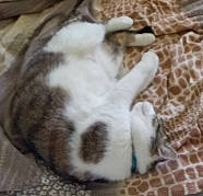 Lucky a rejoint le concours — aidez-le/la à gagner de superbes lots ! canidae, carnivore, cat, dog_breed, fawn, felidae, kitten, puppy, rabbit, rabbits_and_hares, shih_tzu, tail