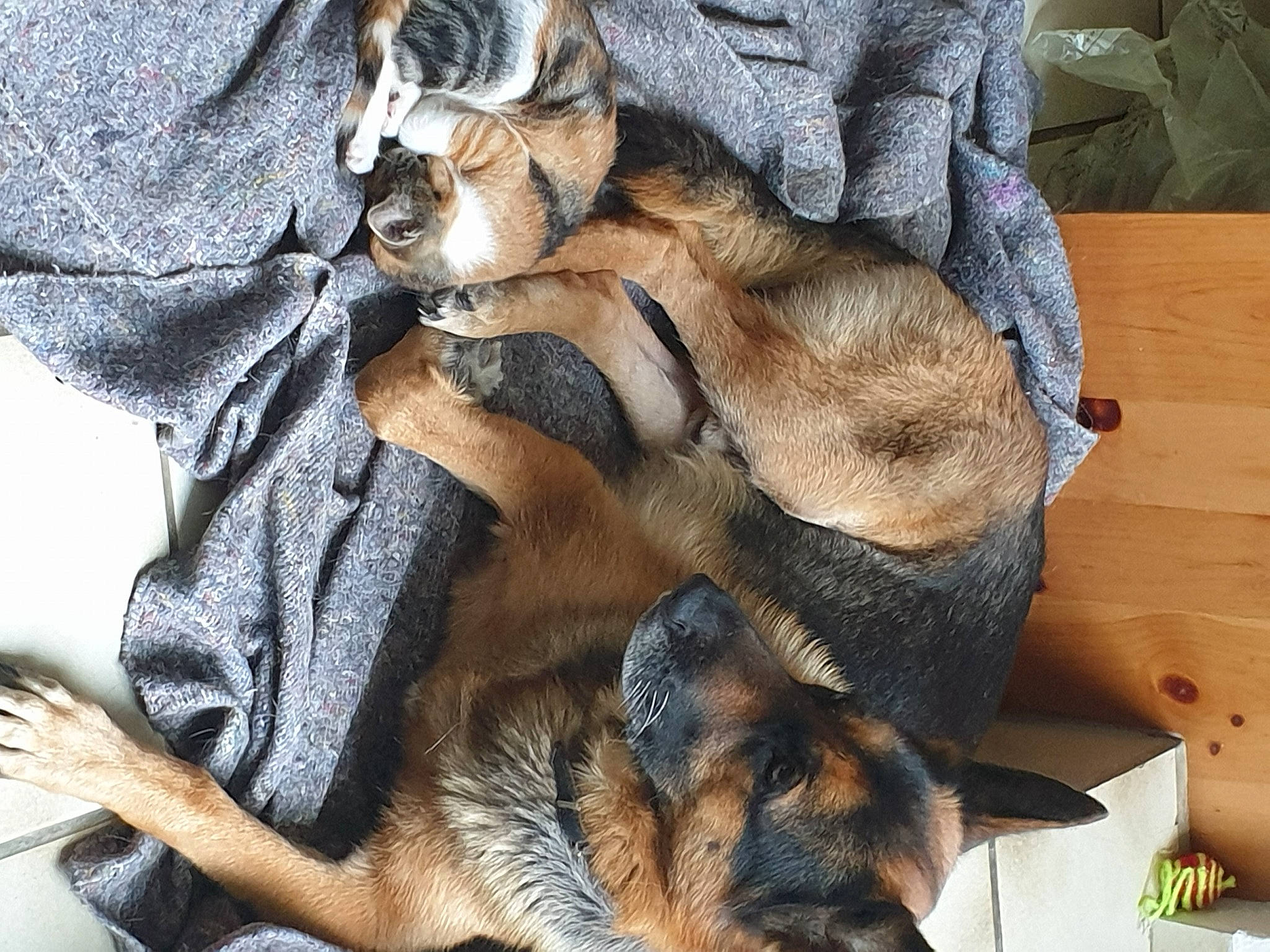 Isis participe au concours pour gagner de l'argent avec cette photo : bag, canidae, carnivore, claw, comfort, companion_dog, dog_breed, fawn, felidae, fur, grey, hat, pattern, paw, small_to_medium_sized_cats, snout, sporting_group, textile, whiskers, wood