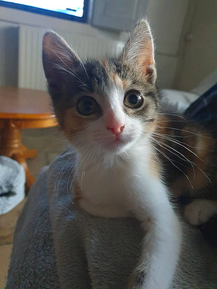 Isis participe au concours pour gagner de l'argent avec cette photo : carnivore, cat, claw, desk, domestic_short_haired_cat, ear, eye, fawn, felidae, fur, head, iris, paw, small_to_medium_sized_cats, snout, table, tail, television, whiskers, window