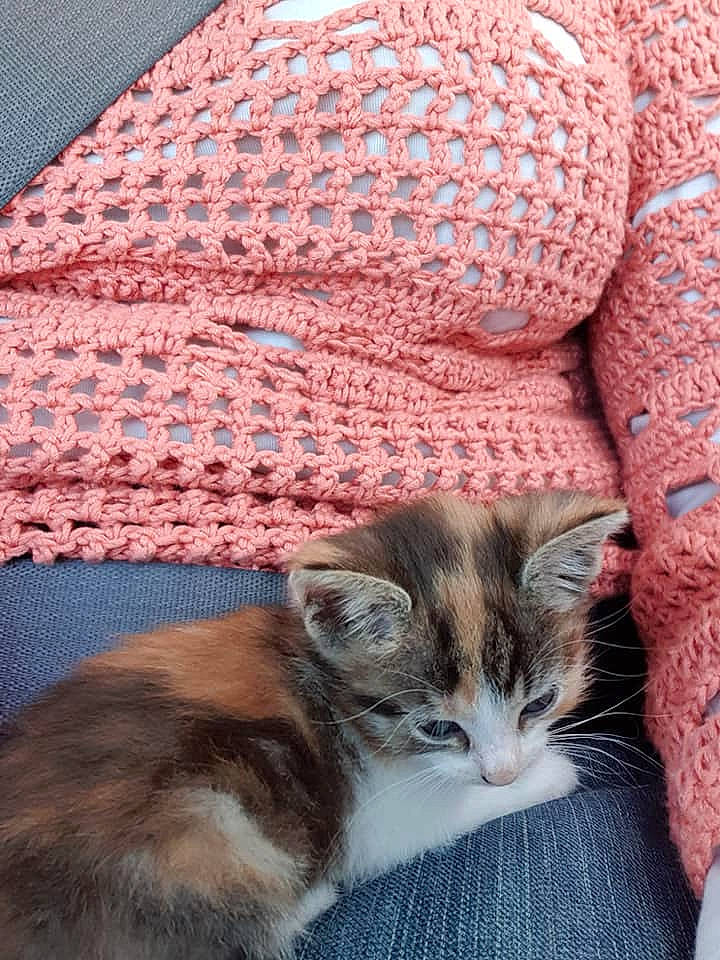 Isis participe au concours pour gagner de l'argent avec cette photo : cap, carnivore, cat, comfort, domestic_short_haired_cat, fawn, felidae, fur, grey, knit_cap, pattern, plant, small_to_medium_sized_cats, tail, textile, whiskers, window, wood, wool, woolen