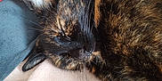 Sissi participe au concours pour gagner de l'argent avec cette photo : cat, tortoiseshell, sleeping, cozy, blanket, cushion, red, blue, fur, whiskers, pet, domestic_animal, resting, indoor, closeup, cute, feline, relaxed, soft, nap