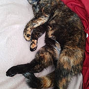 Sissi a rejoint le concours — aidez-le/la à gagner de superbes lots ! cat, tortoiseshell, sleeping, blanket, soft_texture, cozy, resting, fur, paw, tail, indoor, pet, animal, cute, relaxed, comfort, feline, closeup, bed, warm
