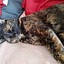 Sissi a rejoint le concours — aidez-le/la à gagner de superbes lots ! cat, tortoiseshell, sleeping, cozy, blanket, cushion, indoor, pet, fur, resting, animal, whiskers, soft, relaxed, cute, domestic, closeup, bed, comfort, nap