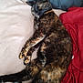Sissi participe au concours pour gagner de l'argent avec cette photo : cat, tortoiseshell_cat, sleeping, resting, pet, feline, fur, whiskers, blanket, bed, cozy, relaxed, domestic_animal, animal, cute, indoor, soft, comfort, nap, peaceful