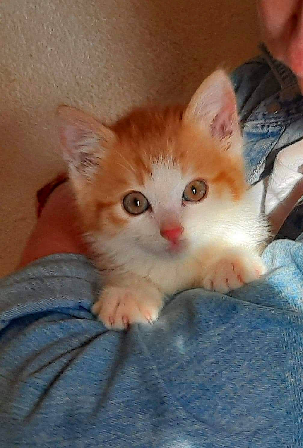 Swiffer participe au concours pour gagner de l'argent avec cette photo : box, carnivore, cat, claw, comfort, domestic_short_haired_cat, ear, fawn, felidae, foot, fur, gesture, iris, nose, paw, sitting, small_to_medium_sized_cats, tail, whiskers