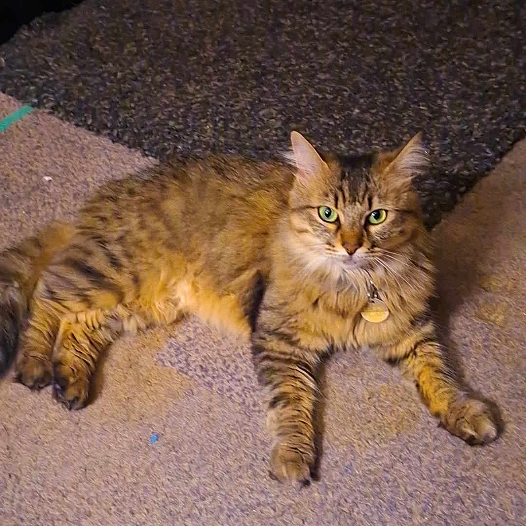 Nala