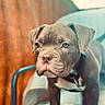 animal, blue_chair, brown_background, canine, chair, close_up, collar, cute, dog, domestic_animal, ears, fur, indoor, looking_away, pet, portrait, puppy, snout, whiskers, young_dog