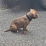 animal, brown_dog, canine, collar, dog, domestic_animal, gravel, outdoor, pet, puppy, quiet, road_surface, side_view, sitting, small_dog, tire, vehicle, waiting, white_vehicle, young_dog