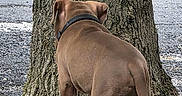 Rio a rejoint le concours — aidez-le/la à gagner de superbes lots ! animal, back_view, brown_dog, canine, collar, curious, daylight, dog, grass, ground, nature, outdoor, pet, puppy, road, standing, stone, tree, trunk, young_dog