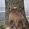 animal, back_view, brown_dog, canine, collar, curious, daylight, dog, grass, ground, nature, outdoor, pet, puppy, road, standing, stone, tree, trunk, young_dog
