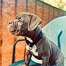 Rio participe au concours pour gagner de l'argent avec cette photo : animal, blue_chair, brown_fur, close_up, collar, curious, cute, daylight, dog, domestic_animal, fence, furniture, outdoor, pet, portrait, puppy, side_view, sitting, white_patch, young_dog