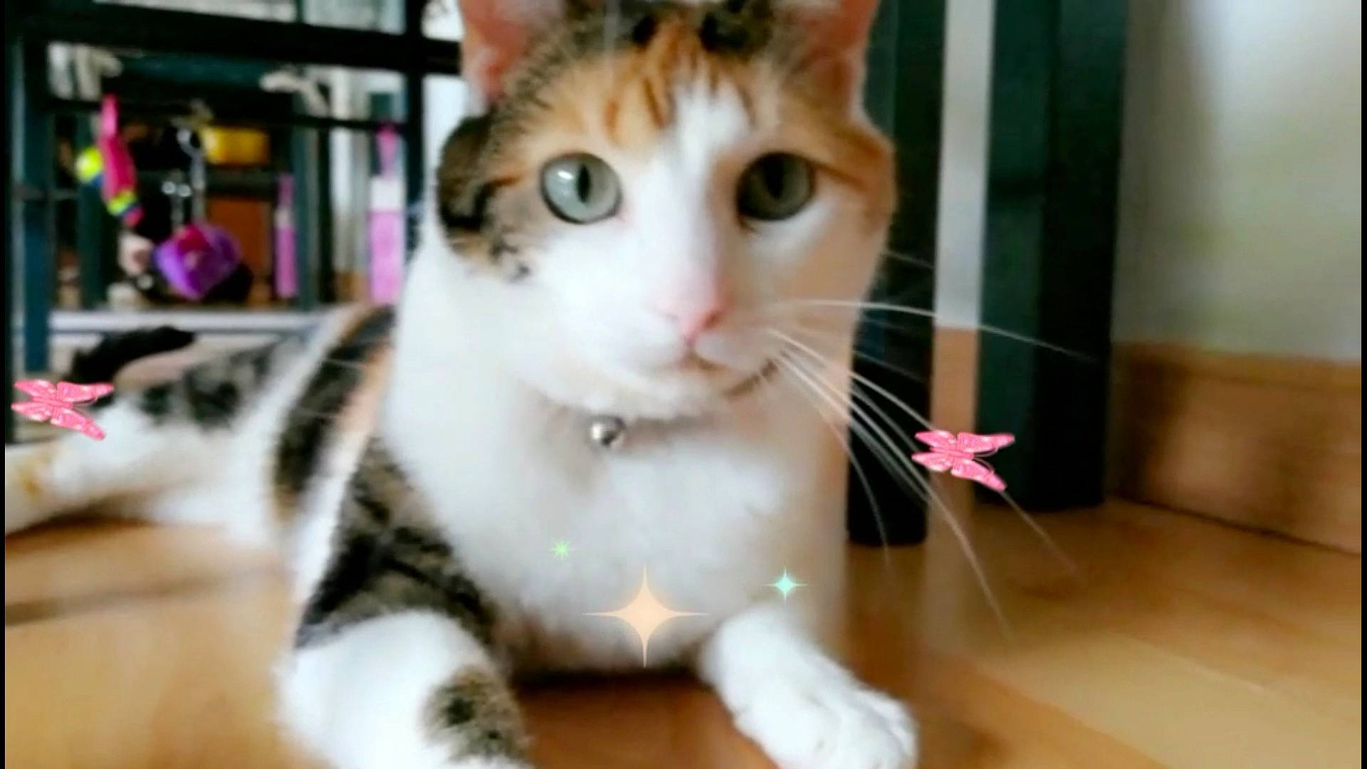 Kédi participe au concours pour gagner de l'argent avec cette photo : aegean_cat, american_shorthair, american_wirehair, carnivore, cat, domestic_short_haired_cat, european_shorthair, eye, facial_expression, felidae, fur, kitten, mammal, nose, small_to_medium_sized_cats, snapshot, snout, tabby_cat, vertebrate, whiskers