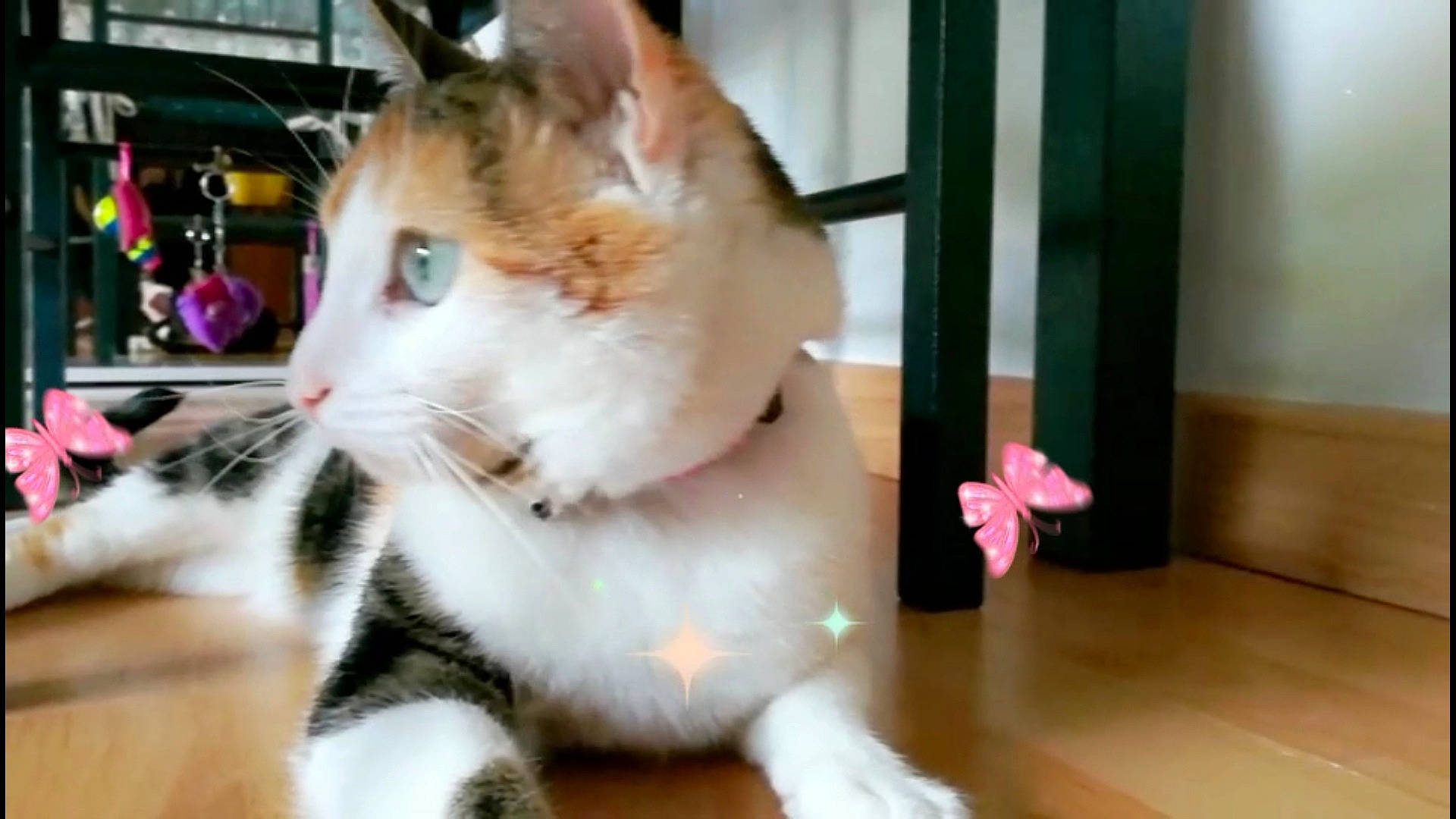 Kédi participe au concours pour gagner de l'argent avec cette photo : aegean_cat, asian, carnivore, cat, domestic_short_haired_cat, ear, european_shorthair, eye, facial_expression, felidae, fur, kitten, mammal, norwegian_forest_cat, paw, small_to_medium_sized_cats, snapshot, snout, vertebrate, whiskers