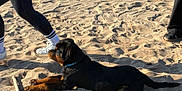 Aron a rejoint le concours — aidez-le/la à gagner de superbes lots ! dog, rottweiler, puppy, sand, beach, sunlight, legs, shoes, person, footprints, stick, outdoor, animal, pet, relaxing, lying_down, daytime, canine, collar, nature