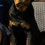 Aron a rejoint le concours — aidez-le/la à gagner de superbes lots ! rottweiler, puppy, dog, pet, black_and_tan, sitting, chair, sunlight, shadow, tattoo, fur, closeup, indoor, cozy, paw, cute, young, animal, portrait, furniture