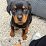 Aron participe au concours pour gagner de l'argent avec cette photo : rottweiler, puppy, dog, outdoor, gravel, toy, burger_toy, black_and_tan, close_up, looking_up, furniture, wicker, cute, pet, animal, paws, ground, eyes, sitting, playful