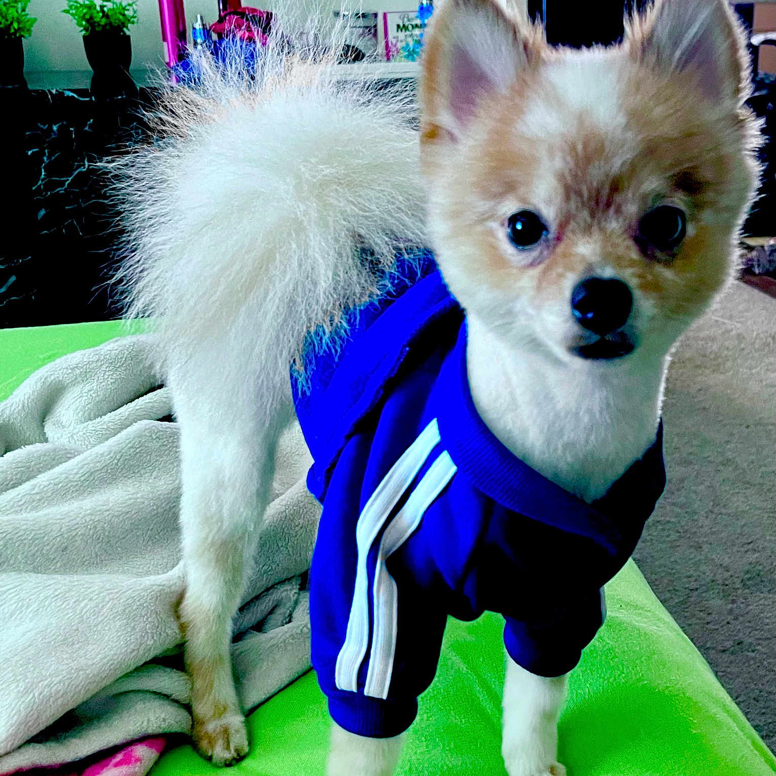 Boston joined the competition — help win amazing prizes! animal, blanket, blue_jacket, carpet, cute, dog, domestic, ears, eyes, face, fur, green_surface, indoor, nose, paws, pet, pomeranian, small_dog, standing, tail