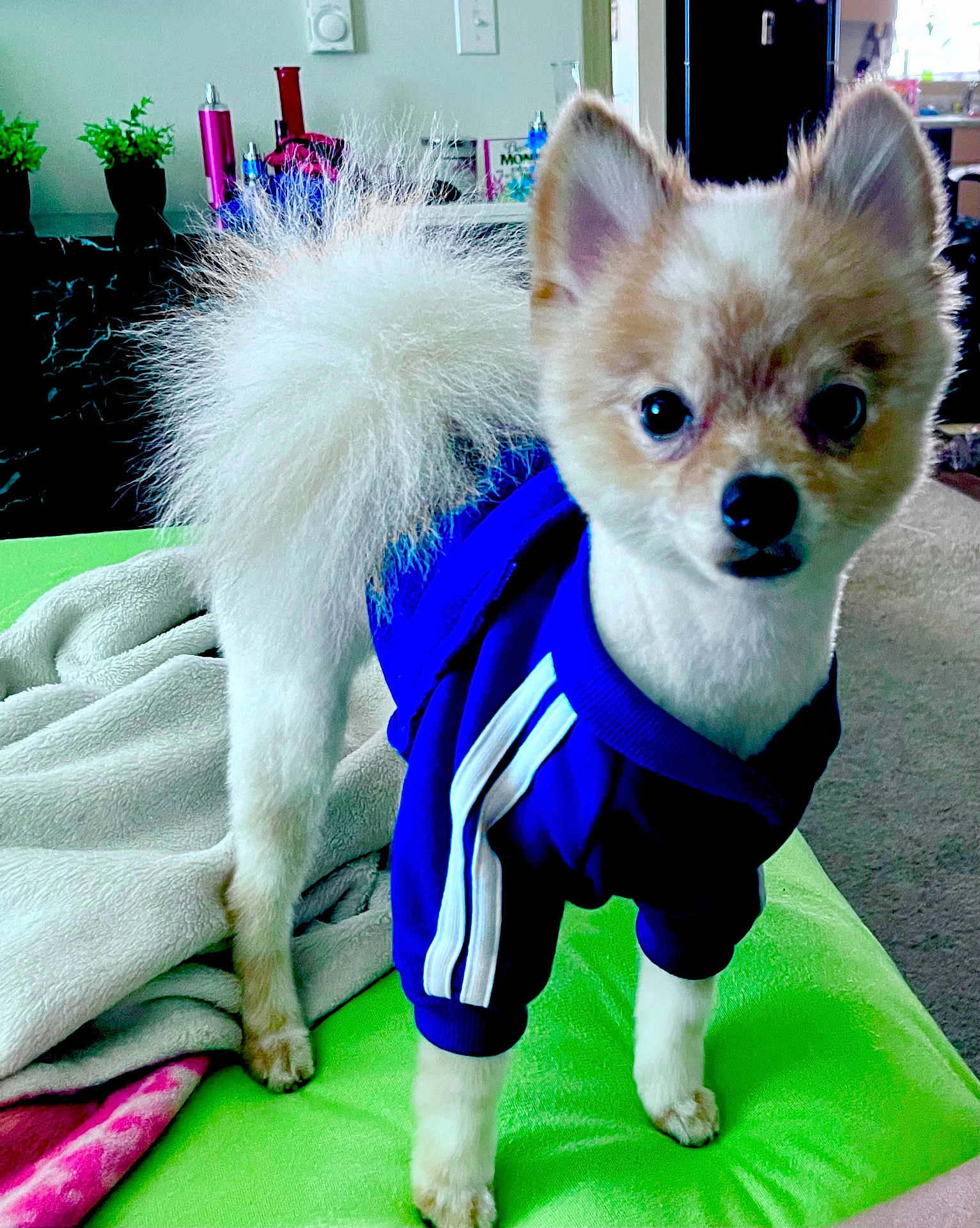 Boston joined the competition — help win amazing prizes! animal, blanket, blue_jacket, carpet, cute, dog, domestic, ears, eyes, face, fur, green_surface, indoor, nose, paws, pet, pomeranian, small_dog, standing, tail