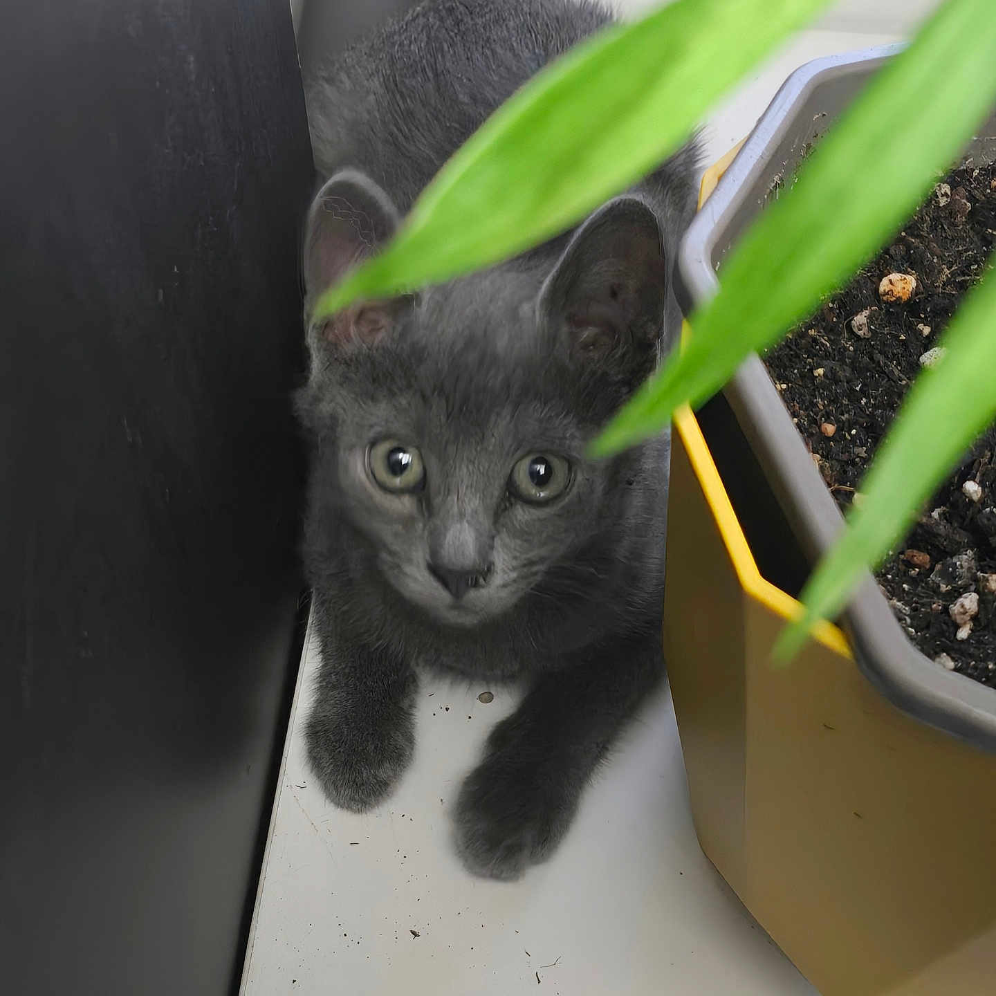 Paillette participe au concours pour gagner de l'argent avec cette photo : animal, cat, close_up, curious, cute, feline, flower_pot, gray_fur, indoor, kitten, leaf, looking, paws, pet, plant, shy, small, whiskers, wide_eyes, young