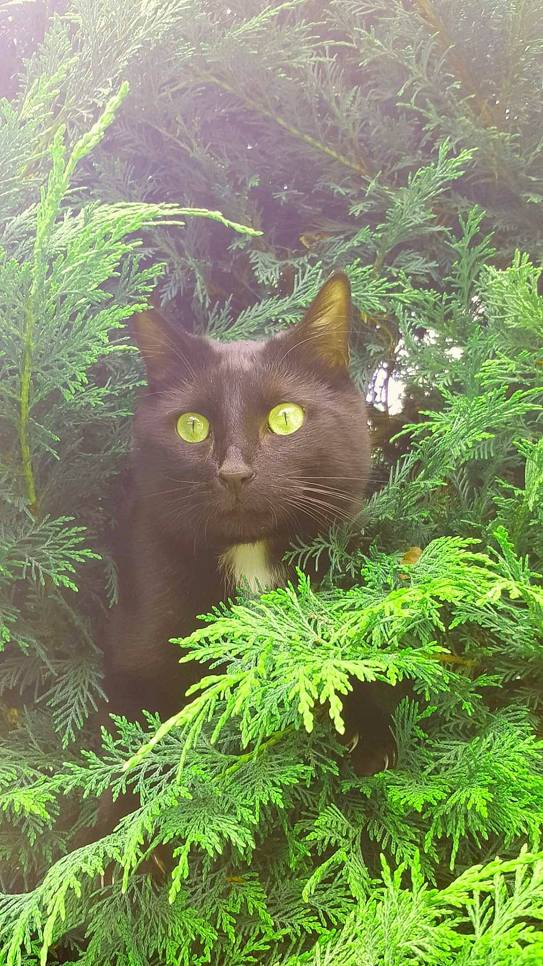 Moune a rejoint le concours — aidez-le/la à gagner de superbes lots ! black_cat, carnivore, cat, conifer, cypress_family, felidae, fern, ferns_and_horsetails, iris, mammal, organism, pine_family, small_to_medium_sized_cats, snout, terrestrial_plant, vascular_plant, whiskers