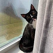 Gus is registered to the contest to win money with this photo: cat, tuxedo_cat, feline, window, curtain, tongue_out, pet, indoor, sunlight, windowsill, reflection, screen, whiskers, golden_eyes, black_and_white, tail, cozy, portrait, home, curious