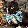 Gus is registered to the contest to win money with this photo: cat, tuxedo_cat, bow_tie, pet, feline, whiskers, couch, pillow, upholstery, paw, yellow_eyes, closeup, portrait, indoor, domestic, relaxed, black_and_white_fur, patterned_bow, textile, sitting