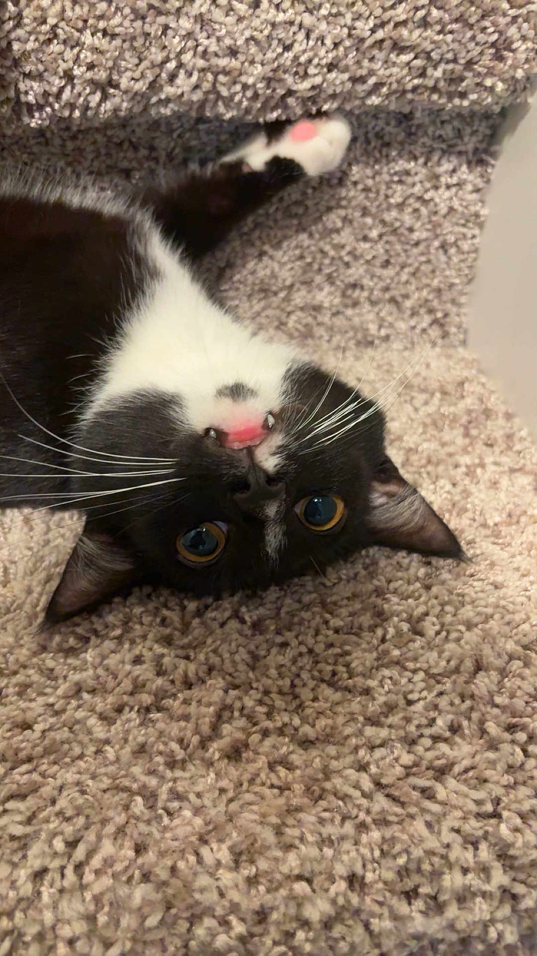 Gus joined the competition — help win amazing prizes! cat, tuxedo_cat, feline, pet, whiskers, pink_tongue, fangs, carpet, carpeted_stairs, indoor, closeup, portrait, playful, paw, ear, eyes, black_and_white, fur, cozy, upside_down