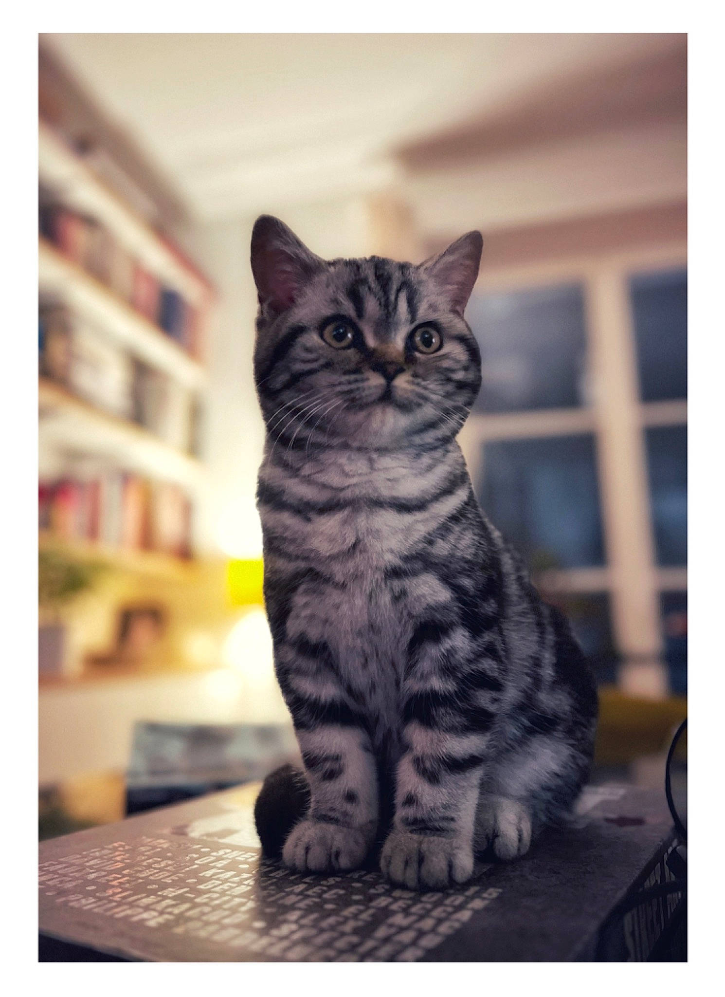 Nala a rejoint le concours — aidez-le/la à gagner de superbes lots ! beauty, bookcase, carnivore, cat, domestic_short_haired_cat, felidae, fur, grey, monochrome_photography, pattern, paw, rectangle, shelf, sitting, small_to_medium_sized_cats, snout, tail, whiskers, wildlife, wood