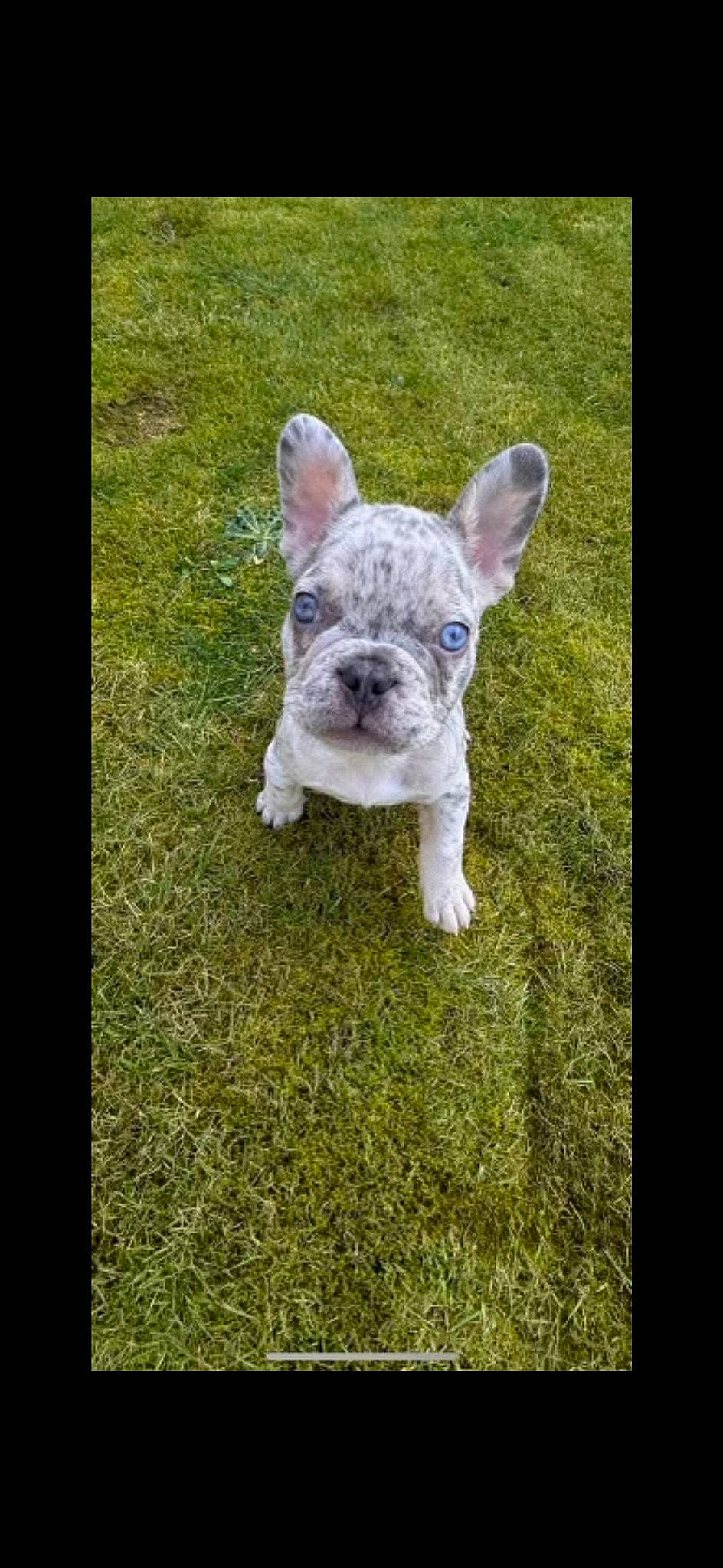 Blu joined the competition — help win amazing prizes! bulldog, canidae, carnivore, companion_dog, dog, dog_breed, ear, fawn, font, fur, grass, groundcover, plant, snout, sporting_group, terrestrial_animal, toy_dog, whiskers, working_animal, wrinkle