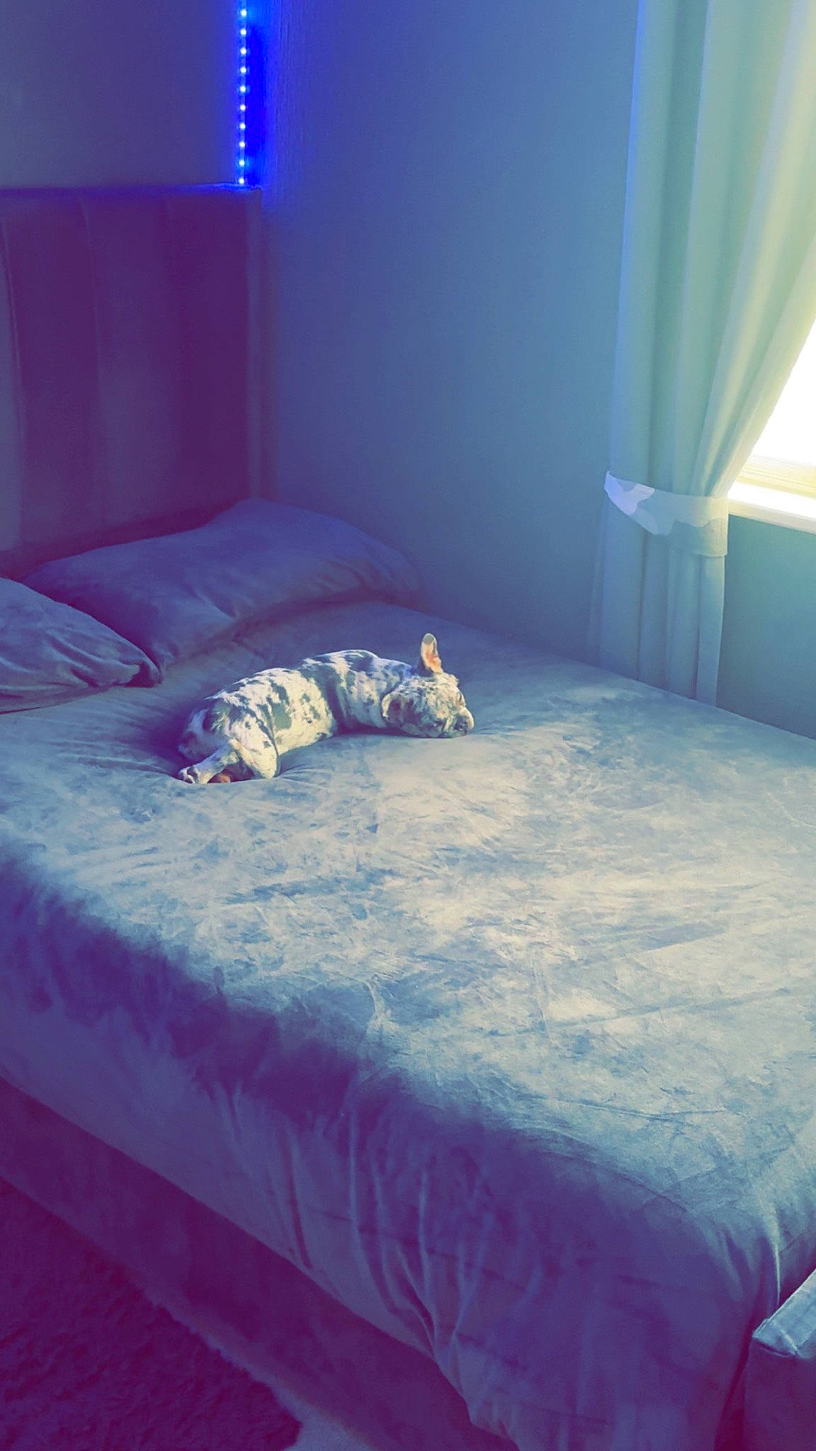 Blu joined the competition — help win amazing prizes! azure, bed, bed_frame, blue, cloud, comfort, floor, flooring, furniture, grey, hardwood, interior_design, line, linens, morning, purple, textile, tints_and_shades, toy, wood