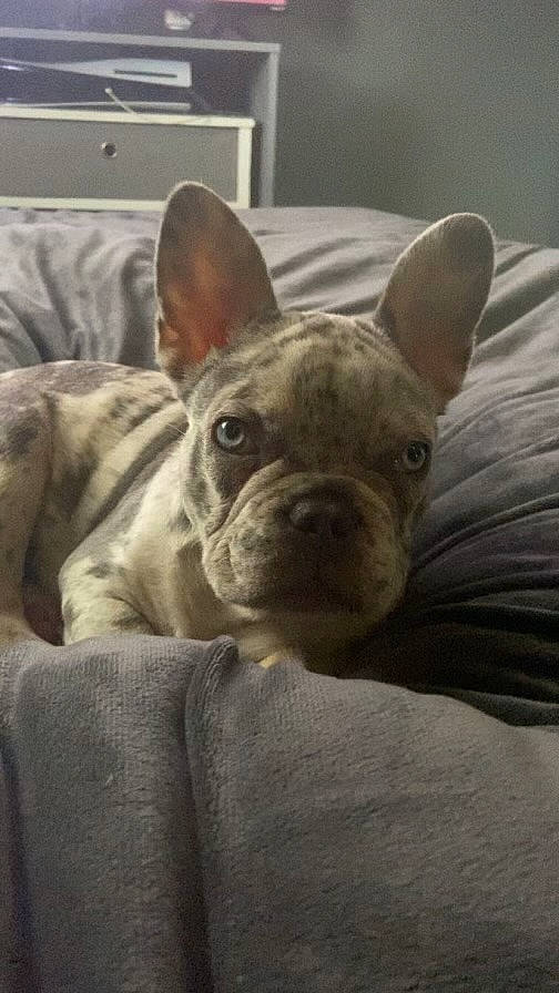 Blu is registered to the contest to win money with this photo: bulldog, canidae, carnivore, comfort, companion_dog, dog, dog_breed, ear, fawn, french_bulldog, non_sporting_group, old_english_bulldog, snout, sporting_group, terrestrial_animal, toy_dog, whiskers, working_animal, wrinkle