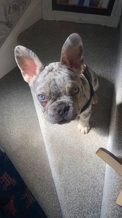 Blu is registered to the contest to win money with this photo: bulldog, canidae, carnivore, comfort, companion_dog, dog, dog_breed, ear, fawn, french_bulldog, non_sporting_group, snout, sporting_group, terrestrial_animal, toy_dog, whiskers, working_animal, wrinkle