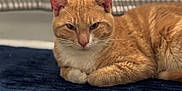 Phoenix joined the competition — help win amazing prizes! cat, ginger_cat, indoor, rug, floor, tile_floor, curtain, checkered_curtain, pet, animal, feline, resting, lying_down, fur, whiskers, ears, close_up, domestic_cat, quiet, calm