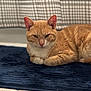 cat, ginger_cat, indoor, rug, floor, tile_floor, curtain, checkered_curtain, pet, animal, feline, resting, lying_down, fur, whiskers, ears, close_up, domestic_cat, quiet, calm