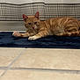 Phoenix is registered to the contest to win money with this photo: cat, ginger_cat, pet, animal, indoor, tile_floor, rug, bathroom, curtain, relaxed, lying_down, orange_fur, whiskers, paws, alert, feline, striped, domestic_cat, looking, resting