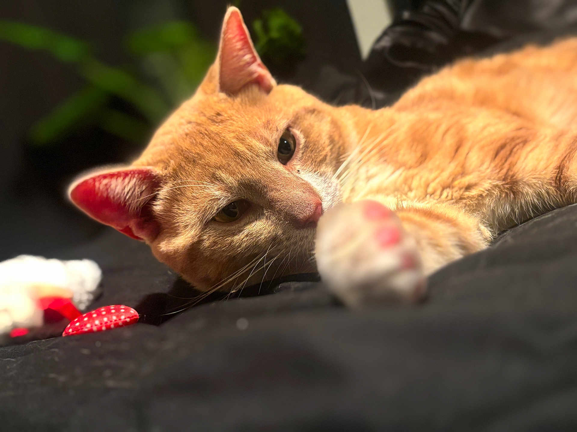 Phoenix is registered to the contest to win money with this photo: cat, orange_tabby, paw, close_up, relaxed, sleepy, pet, fur, whiskers, indoor, black_background, animal, mammal, cute, resting, soft_focus, laying_down, domestic_cat, portrait, cozy