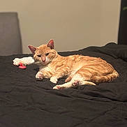 Phoenix joined the competition — help win amazing prizes! cat, orange_tabby, bed, black_bedspread, plush_toy, indoor, relaxed, pet, feline, sleepy, toy, resting, cozy, animal, domestic_cat, fur, whiskers, pink_paw_pads, ears, lying_down