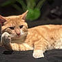Phoenix joined the competition — help win amazing prizes! cat, orange_tabby, paw, relaxed, indoor, plant, blurred_background, feline, whiskers, fur, pet, animal, resting, closeup, soft_light, black_surface, domestic_cat, cute, mammal, sleepy