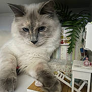 Monica joined the competition — help win amazing prizes! animal, blue_eyes, cat, closeup, curious, cute, decor, dollhouse, fluffy, furniture, gray, houseplant, indoor, miniature, paw, pet, plant, small_objects, table, white