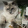 animal, blue_eyes, cat, closeup, curious, cute, decor, dollhouse, fluffy, furniture, gray, houseplant, indoor, miniature, paw, pet, plant, small_objects, table, white